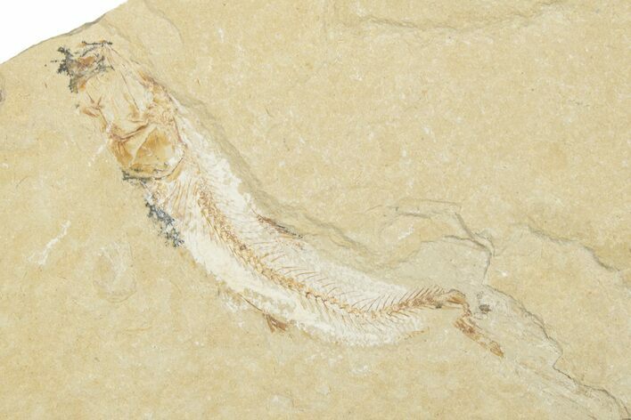 Cretaceous Fossil Fish (Scombroclupea?) - Lebanon #258863